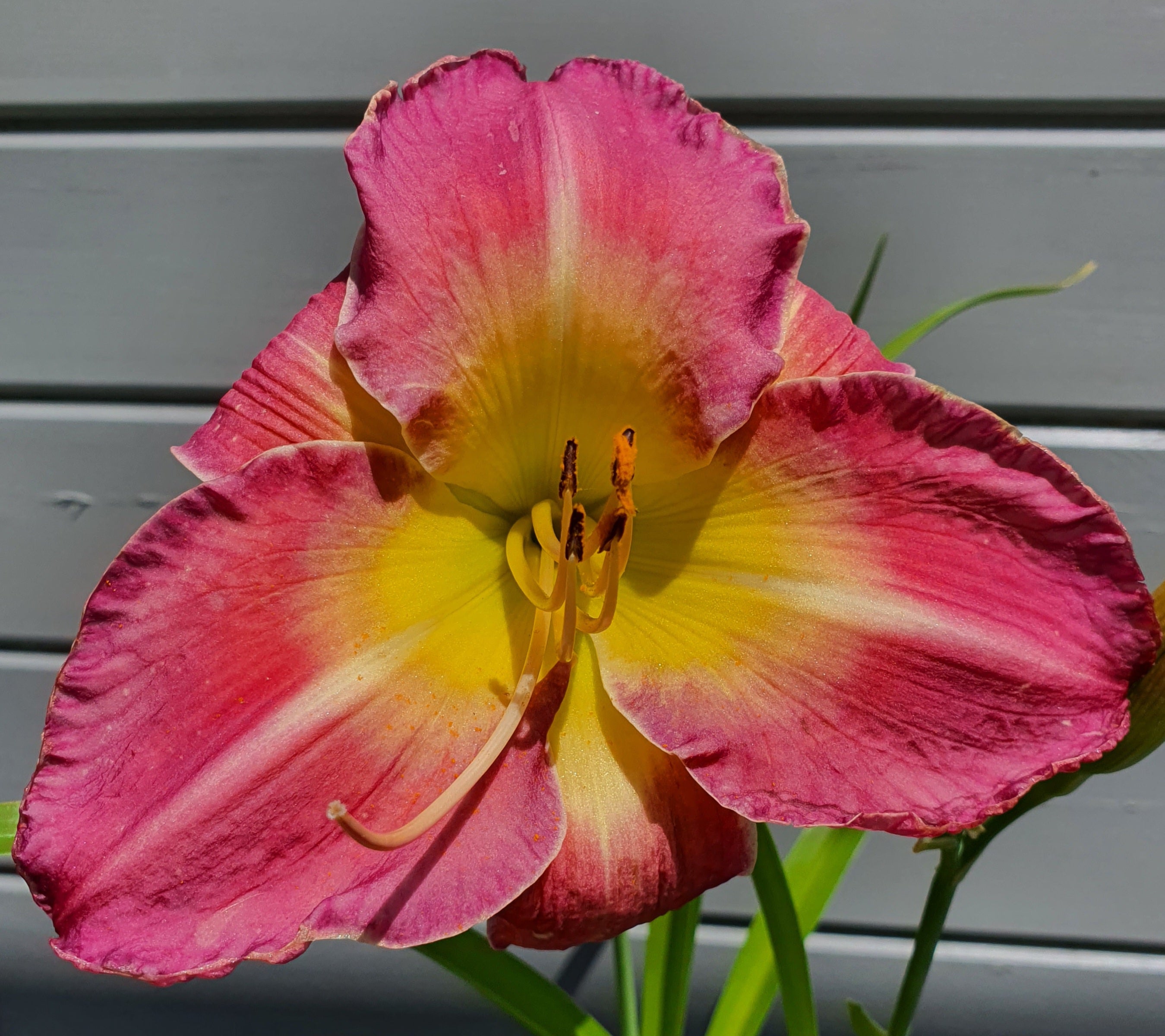 Hemerocallis 'Benchmark' - New Forest Hostas & Hemerocallis