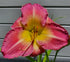 Hemerocallis 'Benchmark' - New Forest Hostas & Hemerocallis