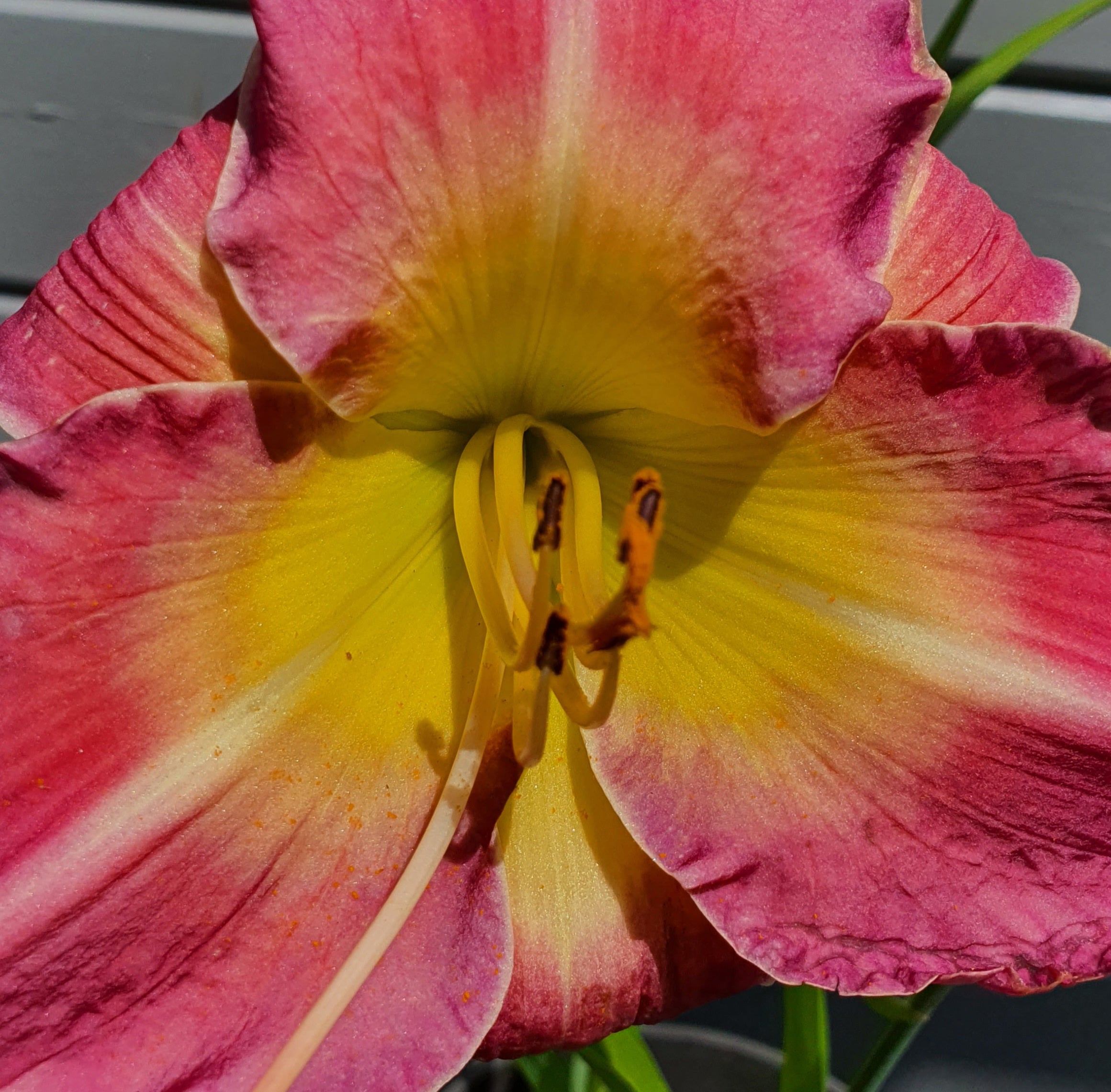 Hemerocallis 'Benchmark' - New Forest Hostas & Hemerocallis