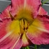 Hemerocallis 'Benchmark' - New Forest Hostas & Hemerocallis