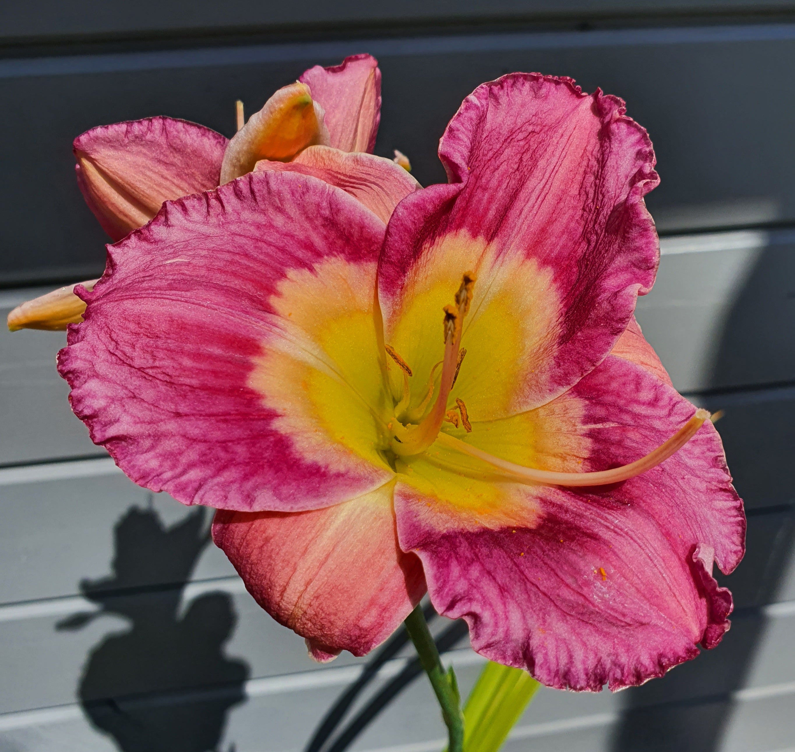 Hemerocallis 'Emperor Butterfly' - New Forest Hostas & Hemerocallis