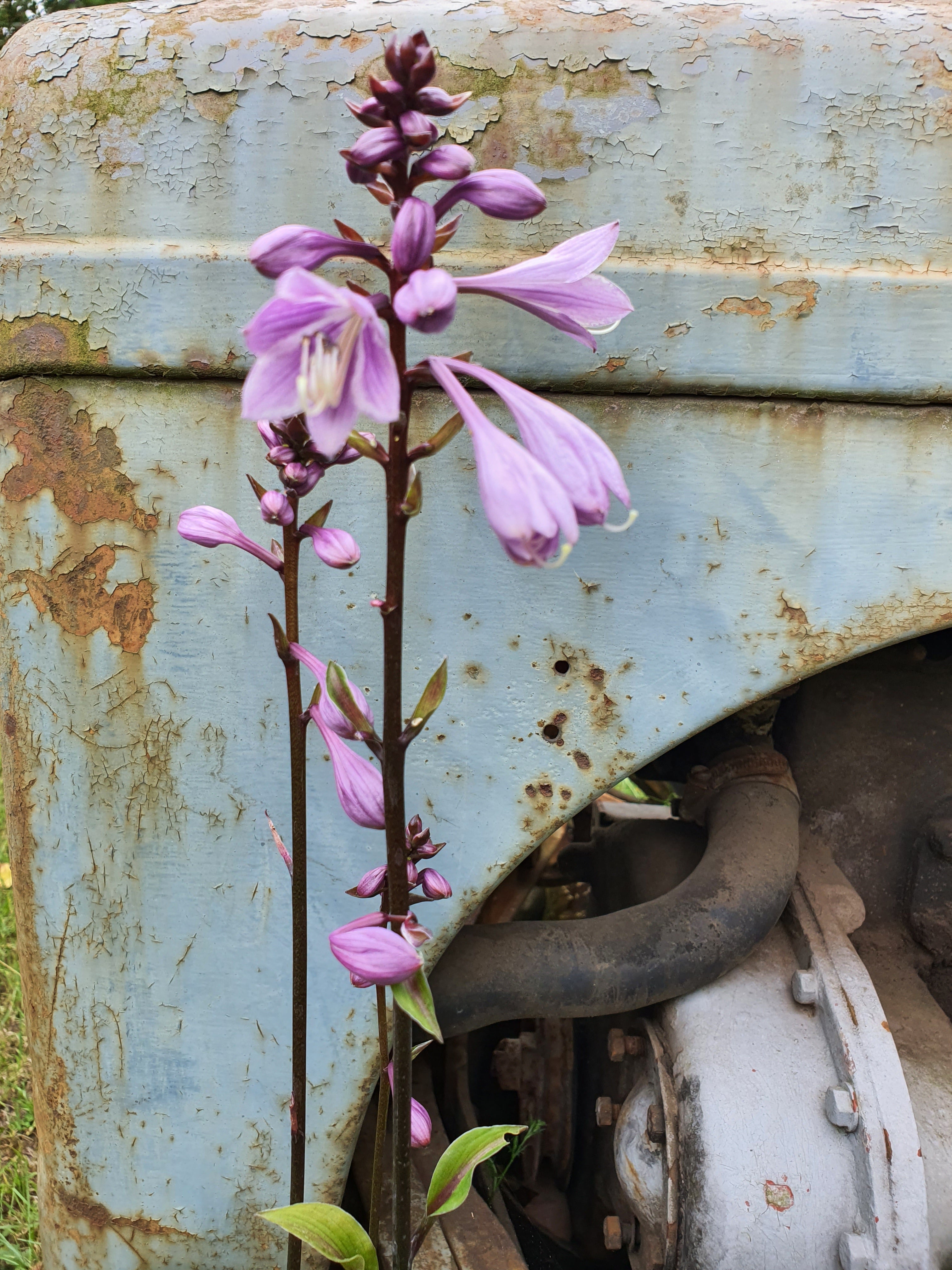 Hosta 'Blackberry Tart' - New Forest Hostas & Hemerocallis