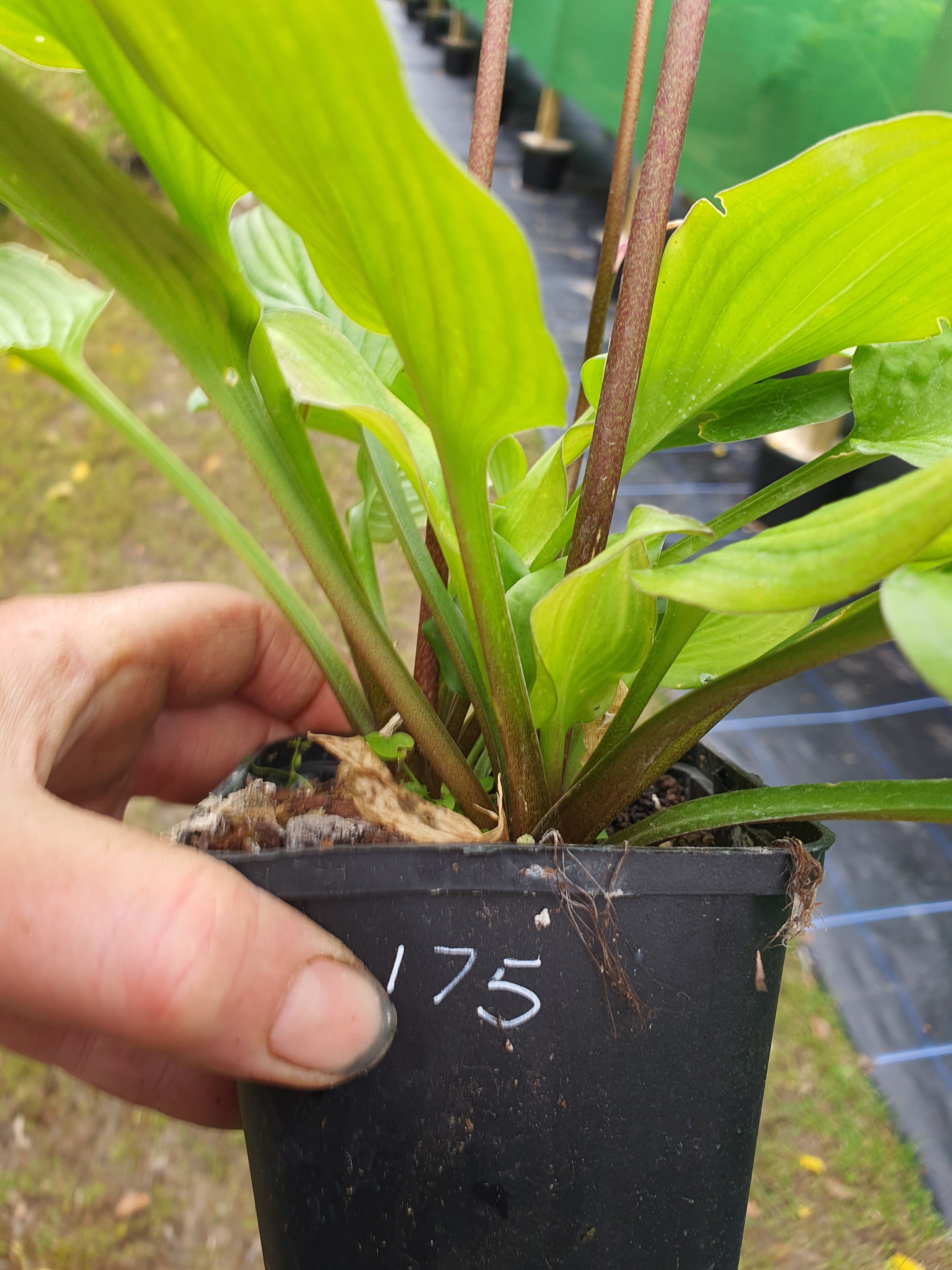 Hosta 'Blackberry Tart' - New Forest Hostas & Hemerocallis