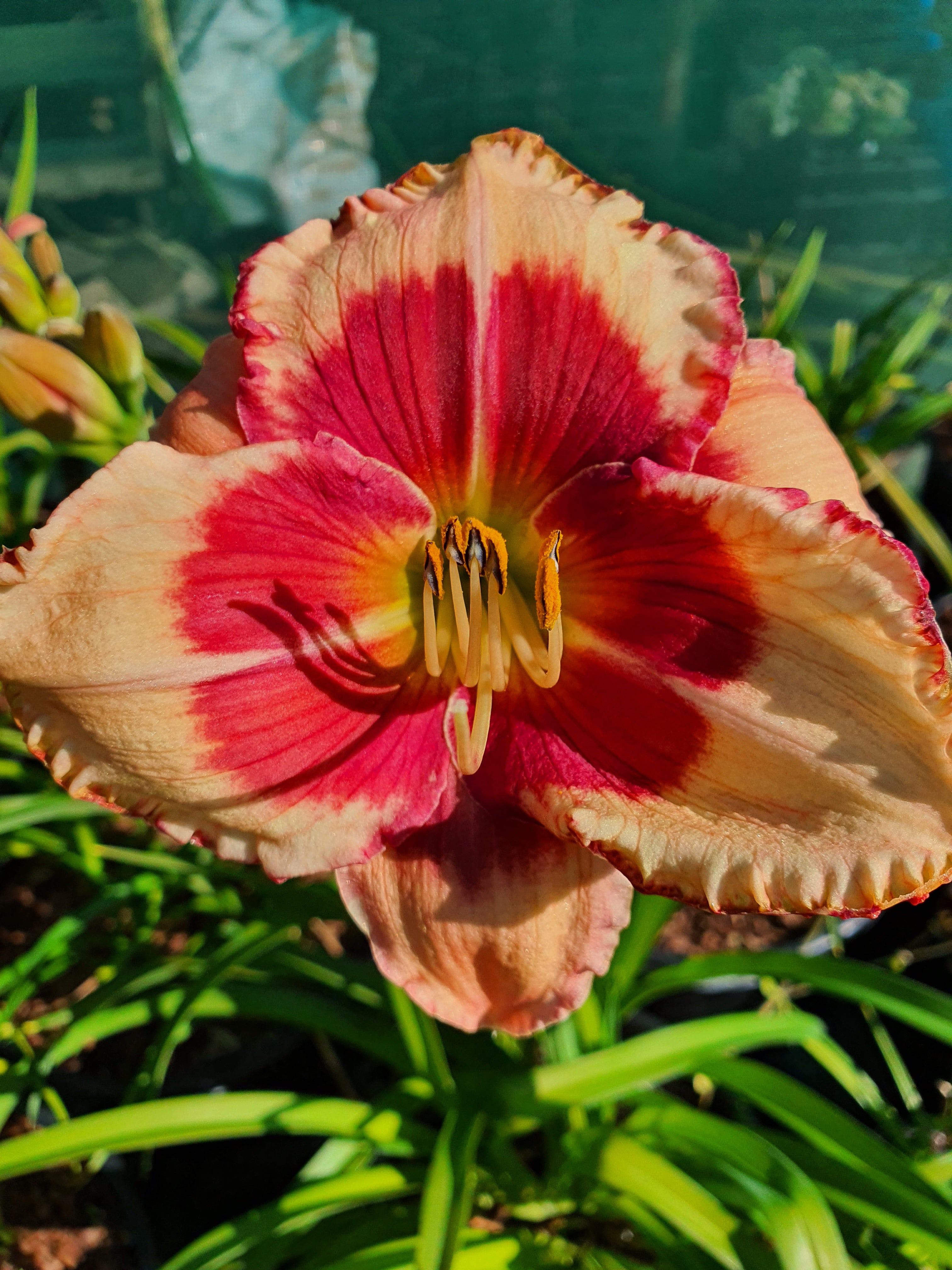 Hemerocallis 'Hello Screamer' - New Forest Hostas & Hemerocallis
