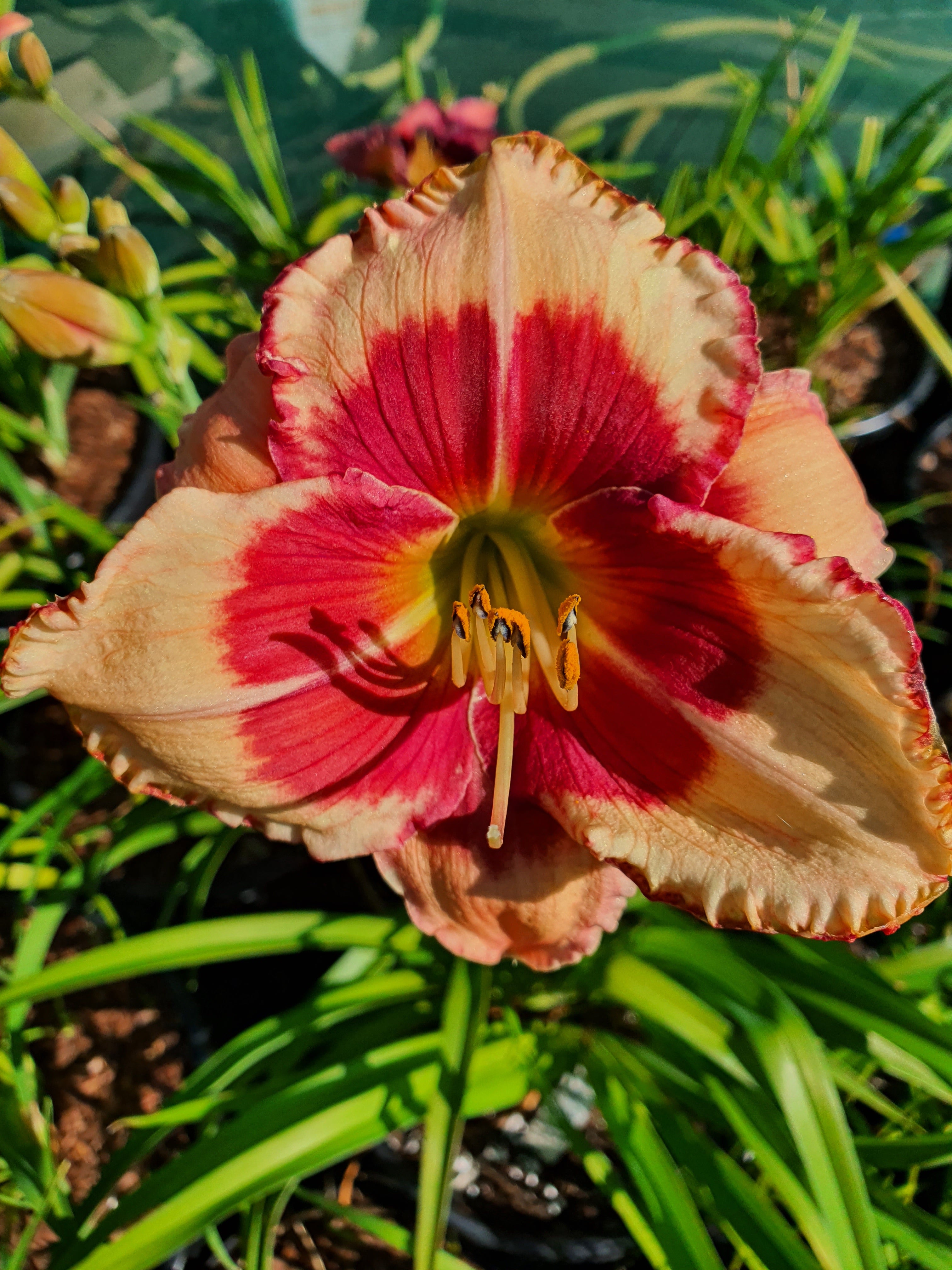 Hemerocallis 'Hello Screamer' - New Forest Hostas & Hemerocallis