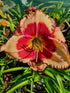 Hemerocallis 'Hello Screamer' - New Forest Hostas & Hemerocallis