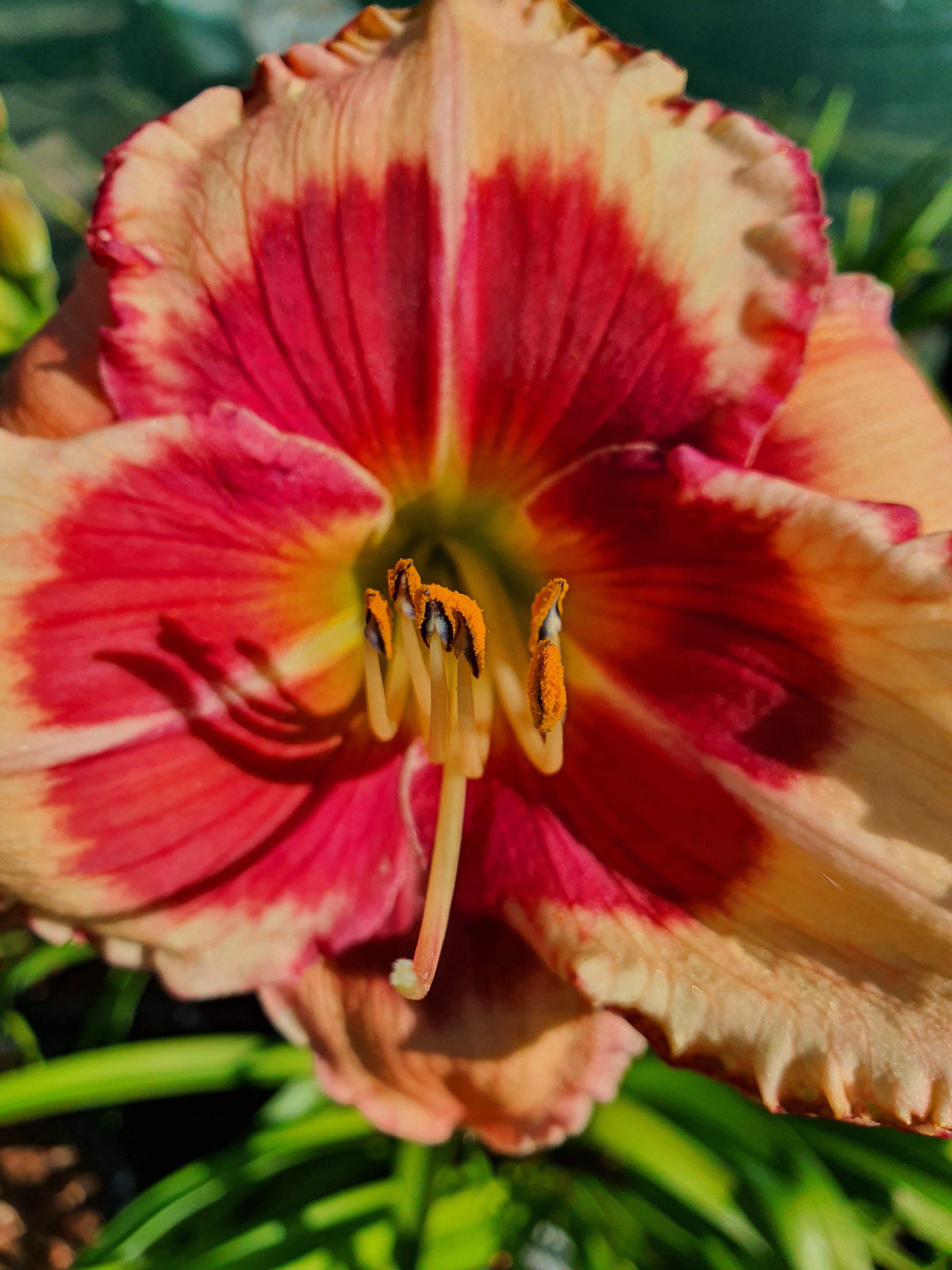 Hemerocallis 'Hello Screamer' - New Forest Hostas & Hemerocallis