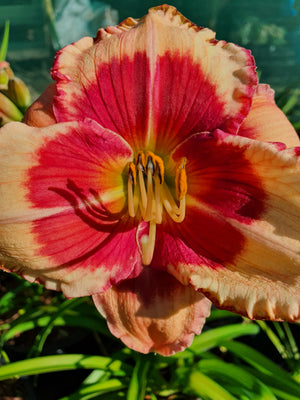 Hemerocallis 'Hello Screamer' - New Forest Hostas & Hemerocallis