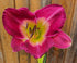 Hemerocallis 'Emperor Butterfly' - New Forest Hostas & Hemerocallis