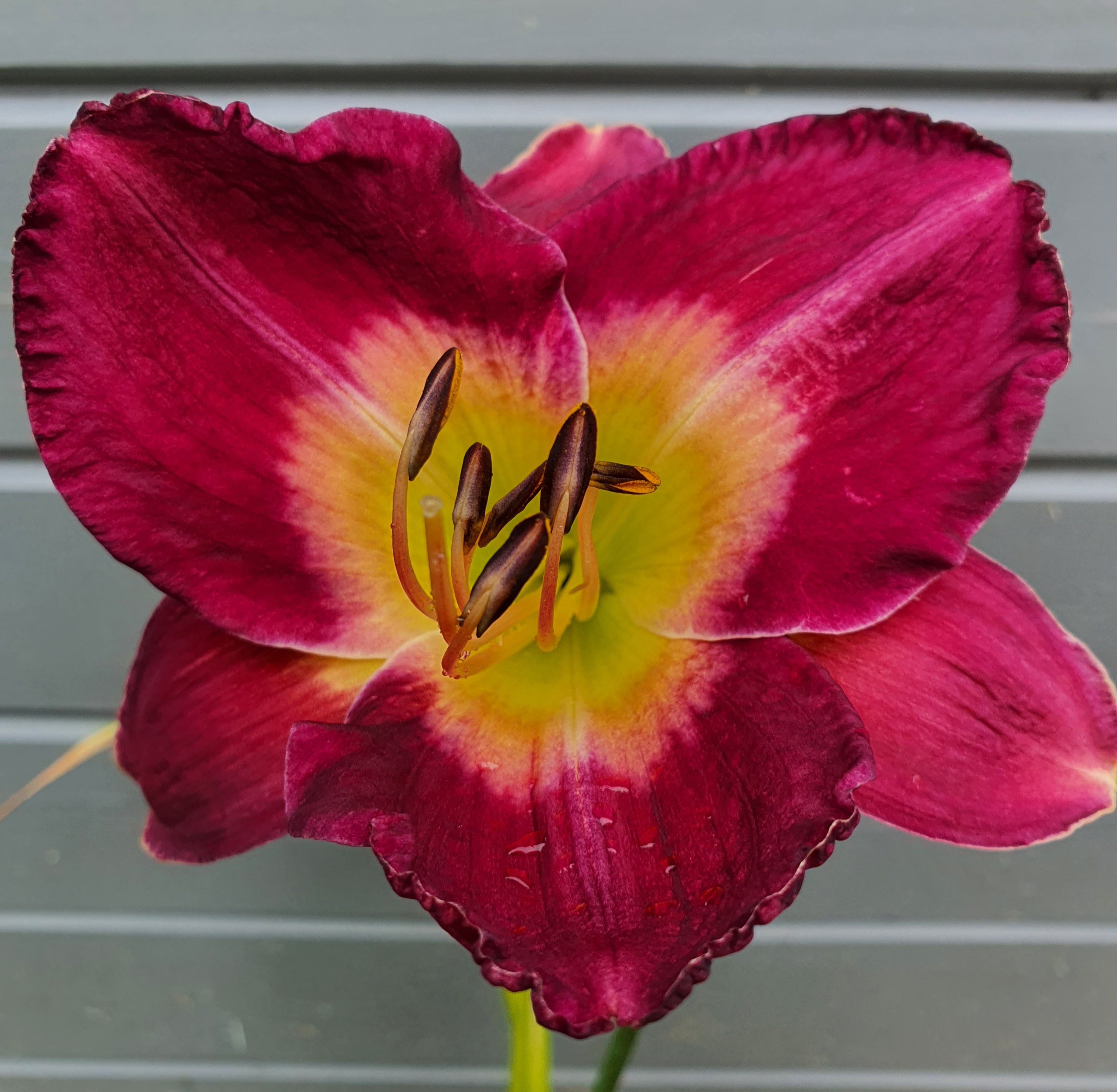 Hemerocallis 'Emperor Butterfly' - New Forest Hostas & Hemerocallis