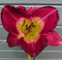 Hemerocallis 'Emperor Butterfly' - New Forest Hostas & Hemerocallis