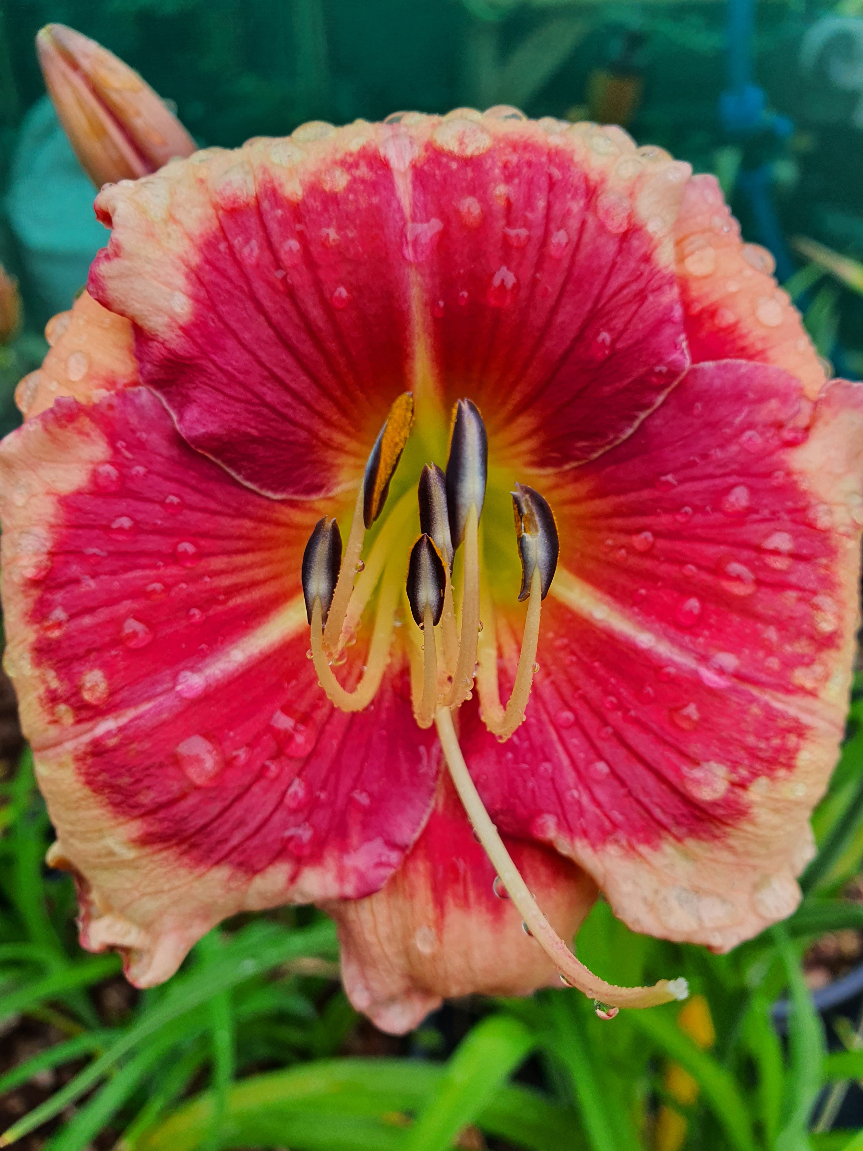 Hemerocallis 'Hello Screamer' - New Forest Hostas & Hemerocallis