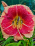 Hemerocallis 'Hello Screamer' - New Forest Hostas & Hemerocallis