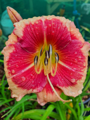 Hemerocallis 'Hello Screamer' - New Forest Hostas & Hemerocallis