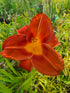 Hemerocallis 'Cherry Smoke' - New Forest Hostas & Hemerocallis