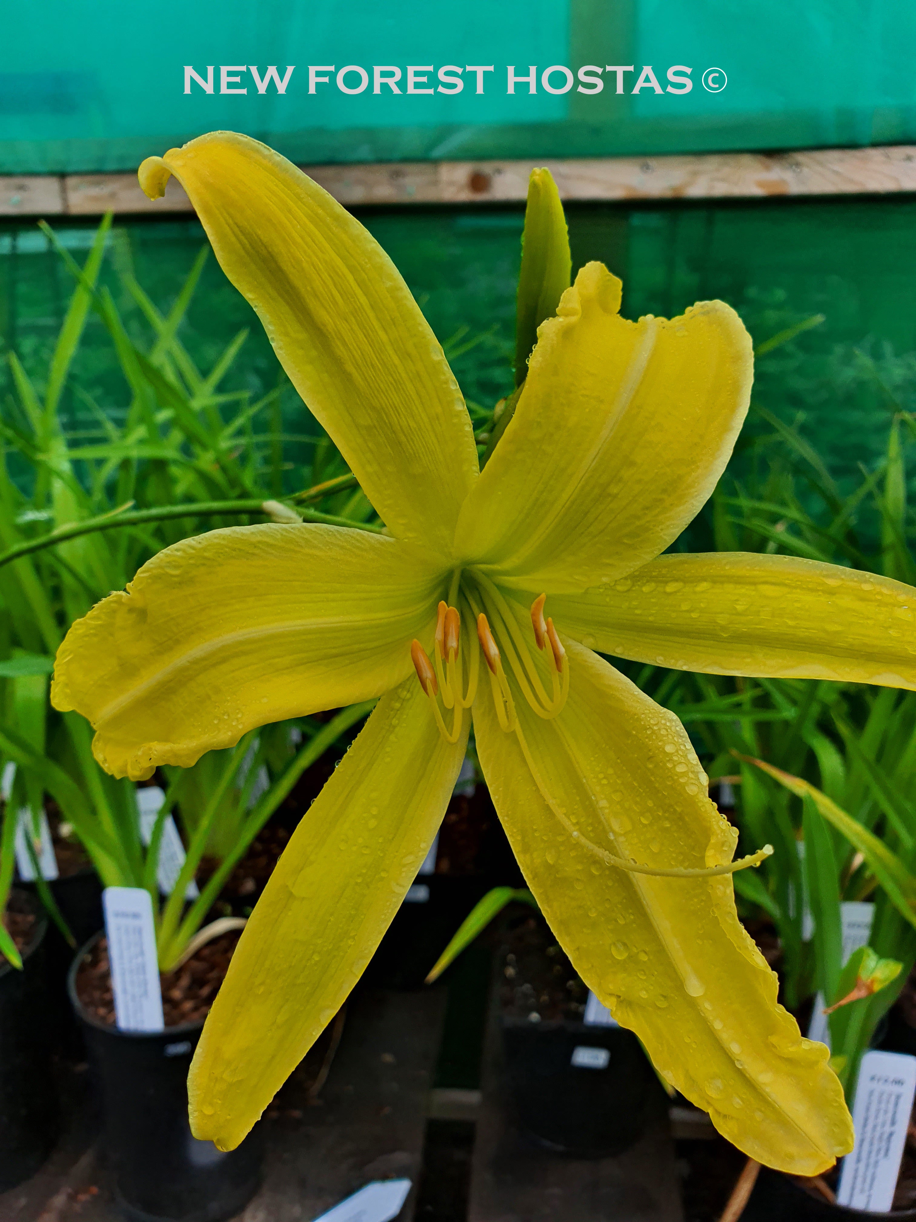 Hemerocallis 'Spider Breeder' - New Forest Hostas & Hemerocallis