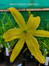 Hemerocallis 'Spider Breeder' - New Forest Hostas & Hemerocallis