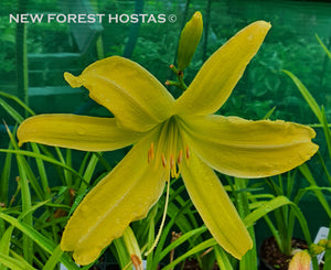 Hemerocallis 'Spider Breeder' - New Forest Hostas & Hemerocallis