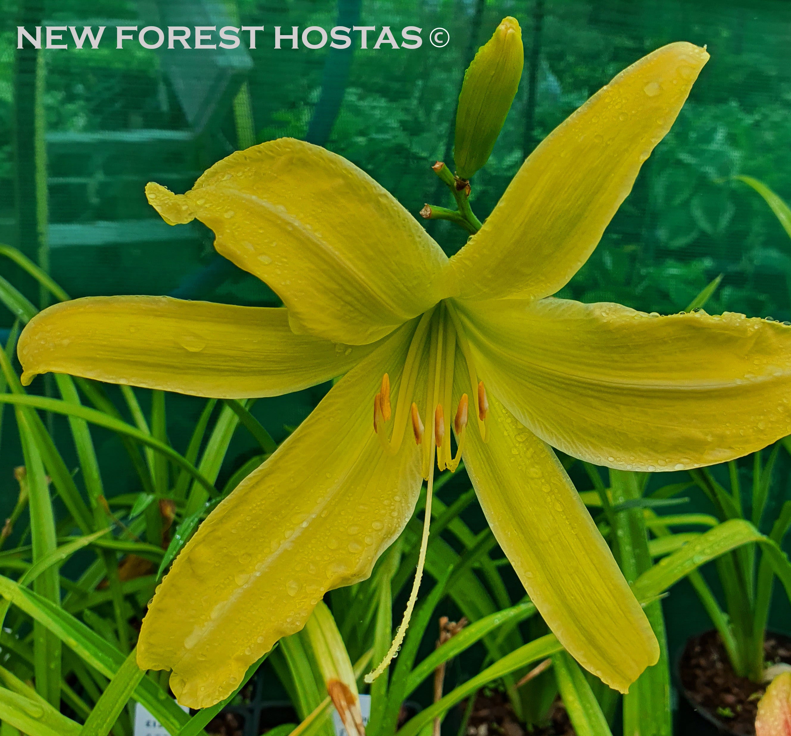 Hemerocallis 'Spider Breeder' - New Forest Hostas & Hemerocallis