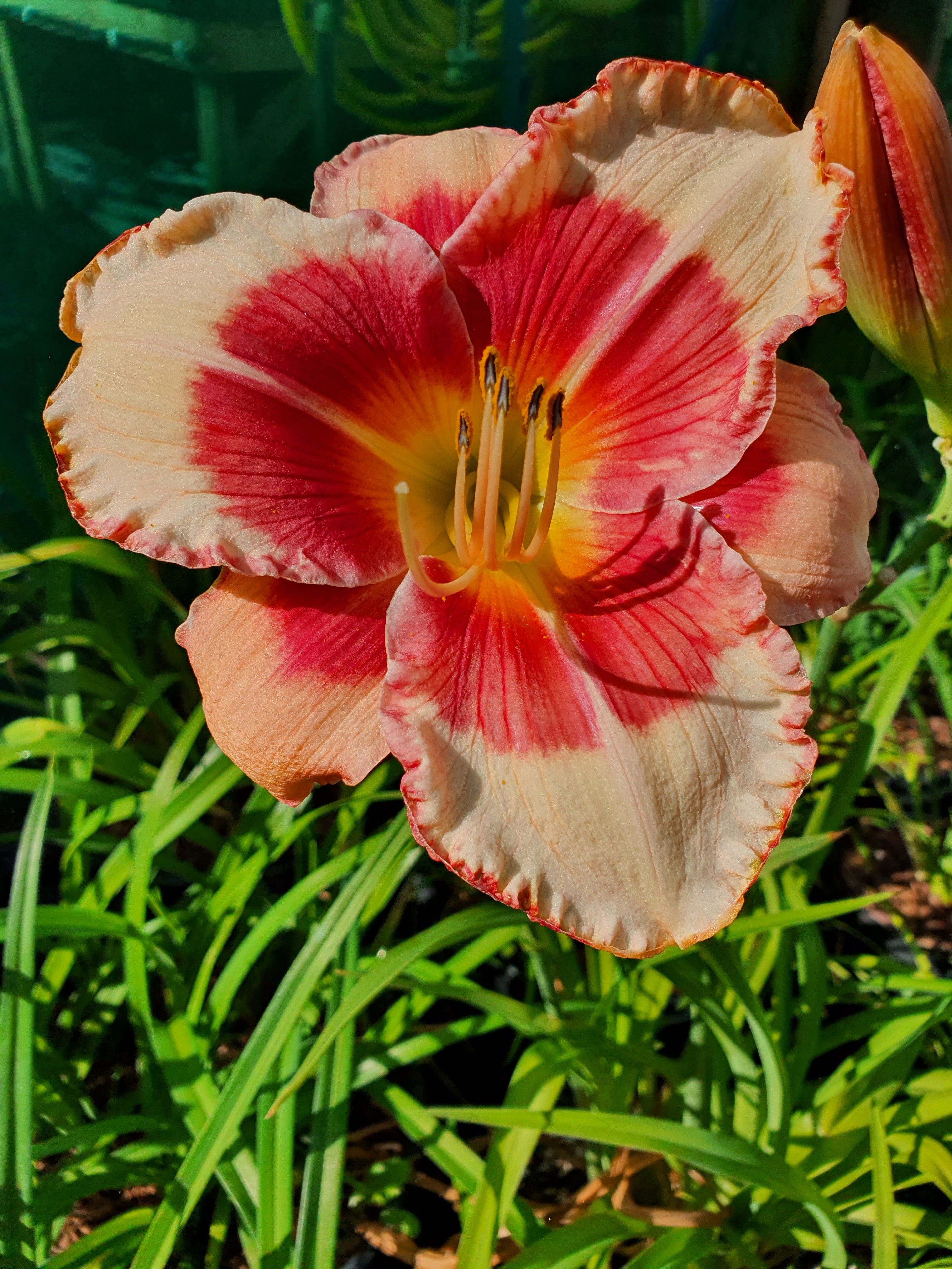 Hemerocallis 'Hello Screamer' - New Forest Hostas & Hemerocallis