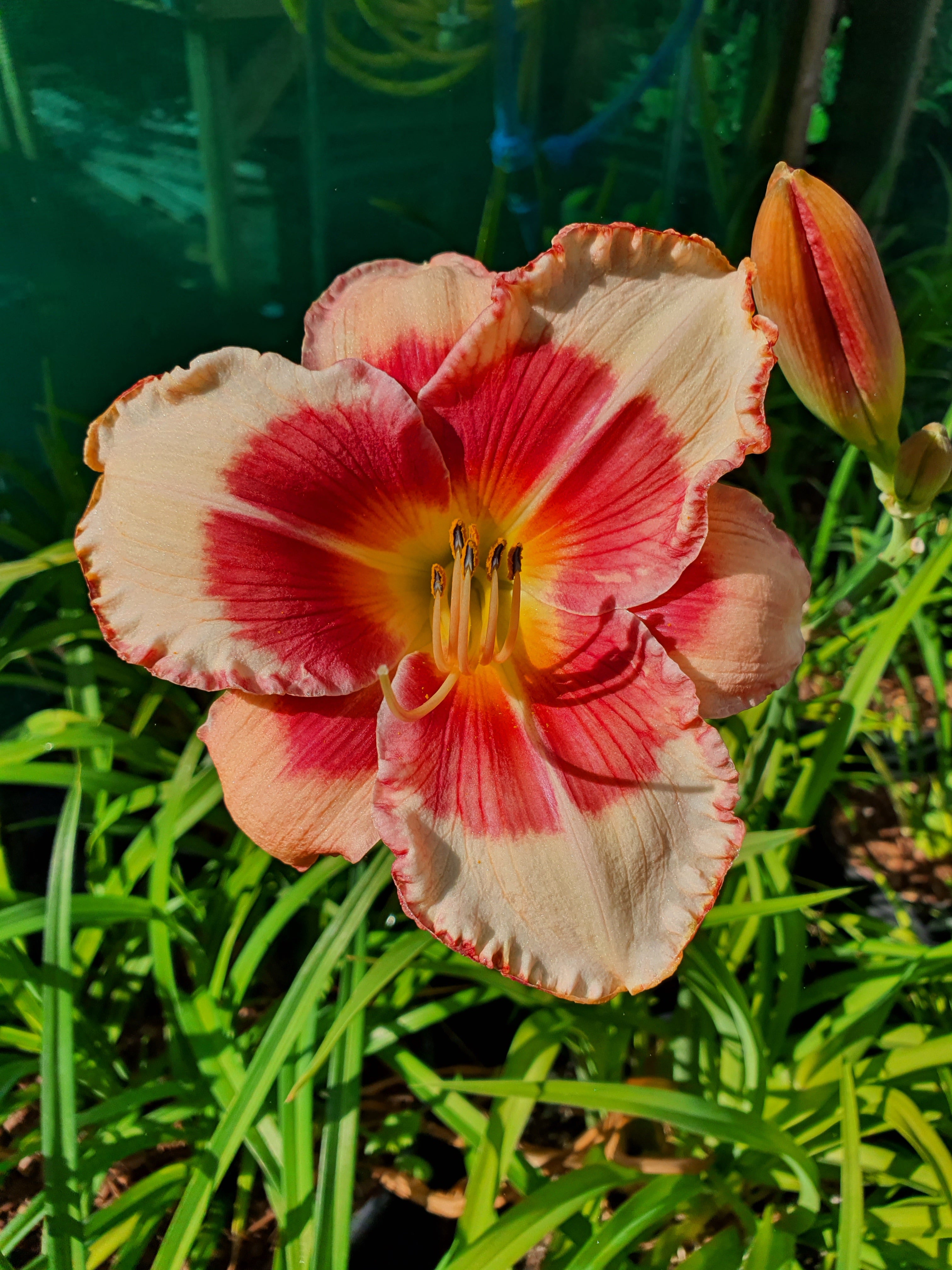 Hemerocallis 'Hello Screamer' - New Forest Hostas & Hemerocallis