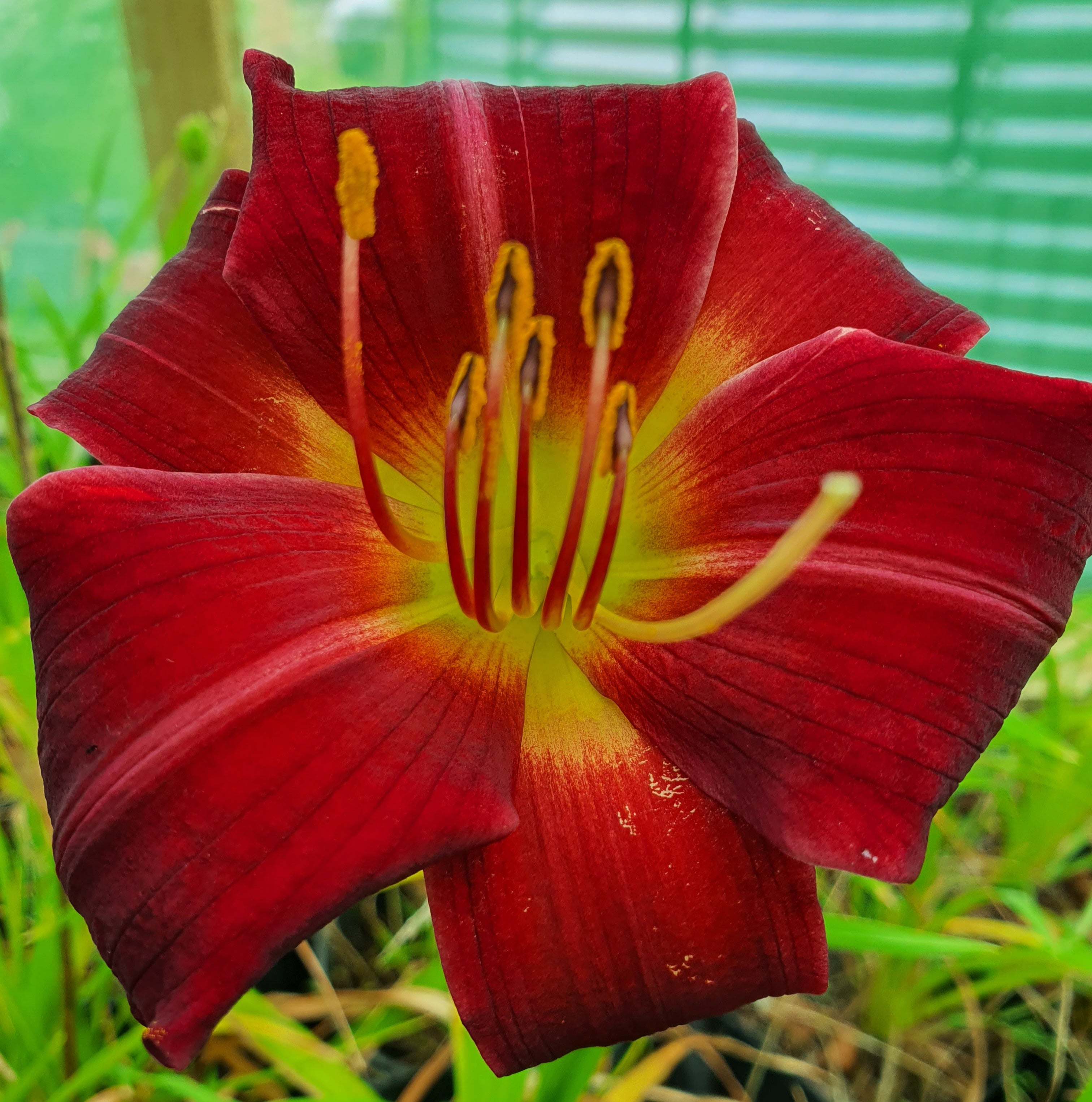 Hemerocallis 'Apple Court Ruby' - New Forest Hostas & Hemerocallis