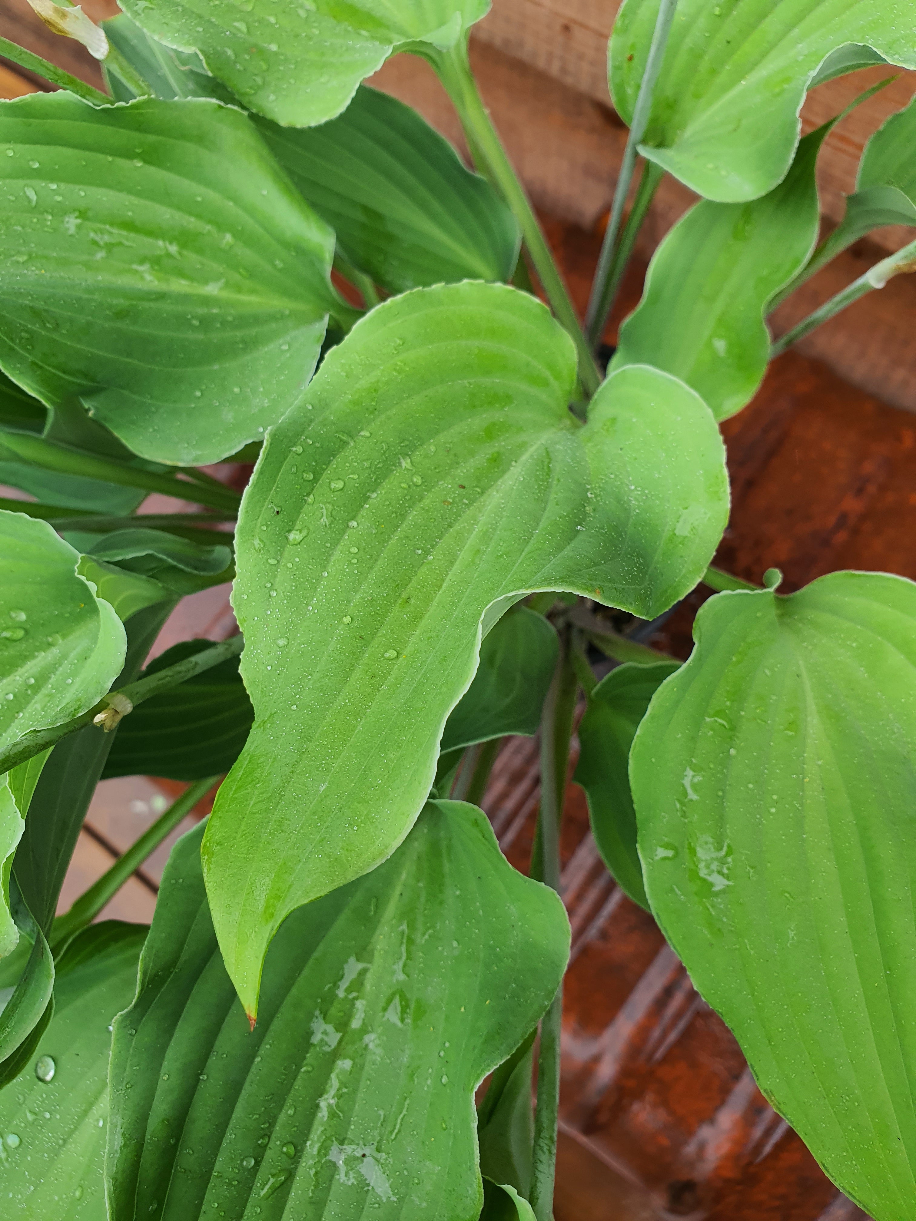 Hosta 'Joy Ride' - New Forest Hostas & Hemerocallis