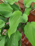 Hosta 'Joy Ride' - New Forest Hostas & Hemerocallis