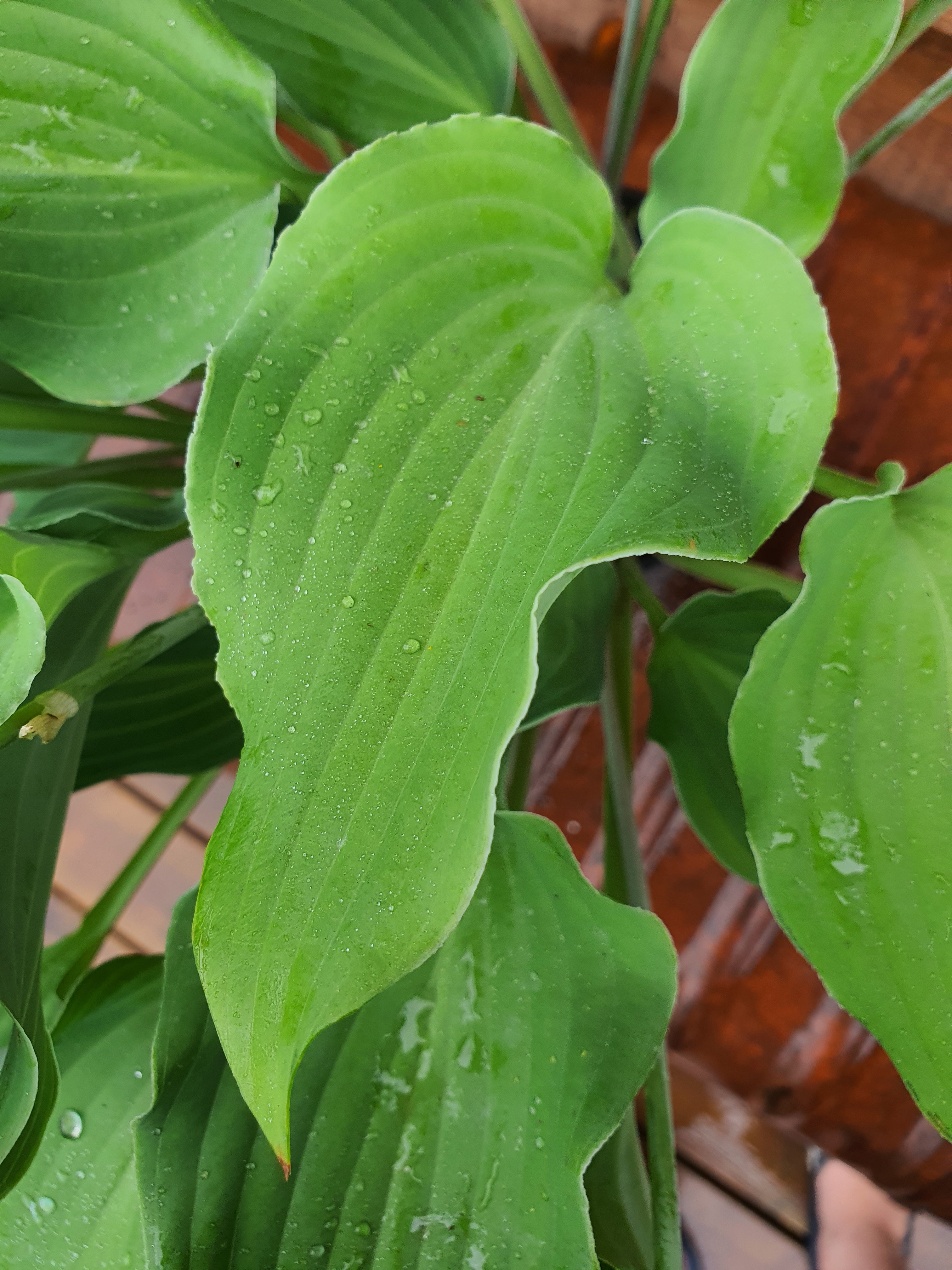 Hosta 'Joy Ride' - New Forest Hostas & Hemerocallis