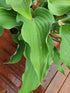 Hosta 'Joy Ride' - New Forest Hostas & Hemerocallis
