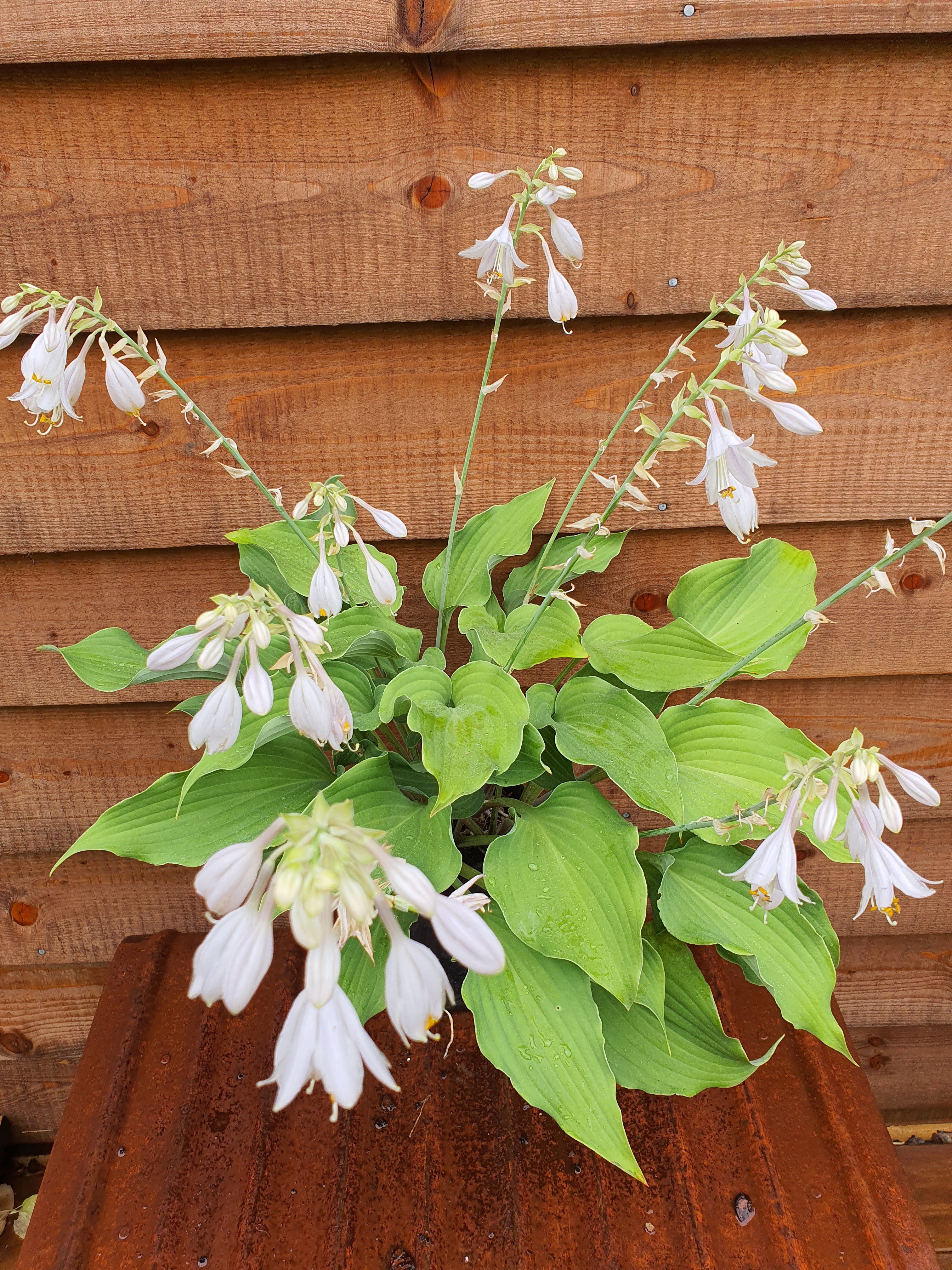 Hosta 'Joy Ride' - New Forest Hostas & Hemerocallis