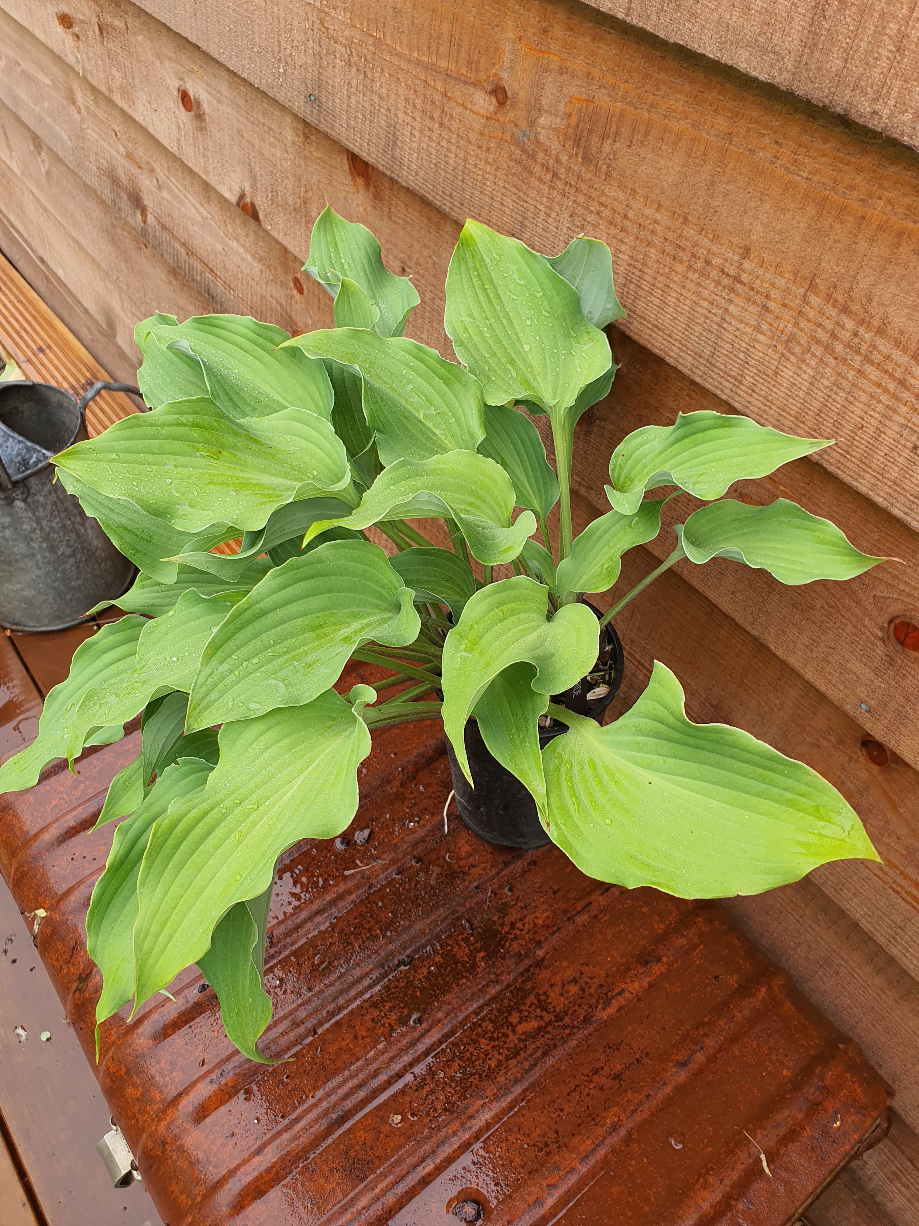 Hosta 'Joy Ride' - New Forest Hostas & Hemerocallis