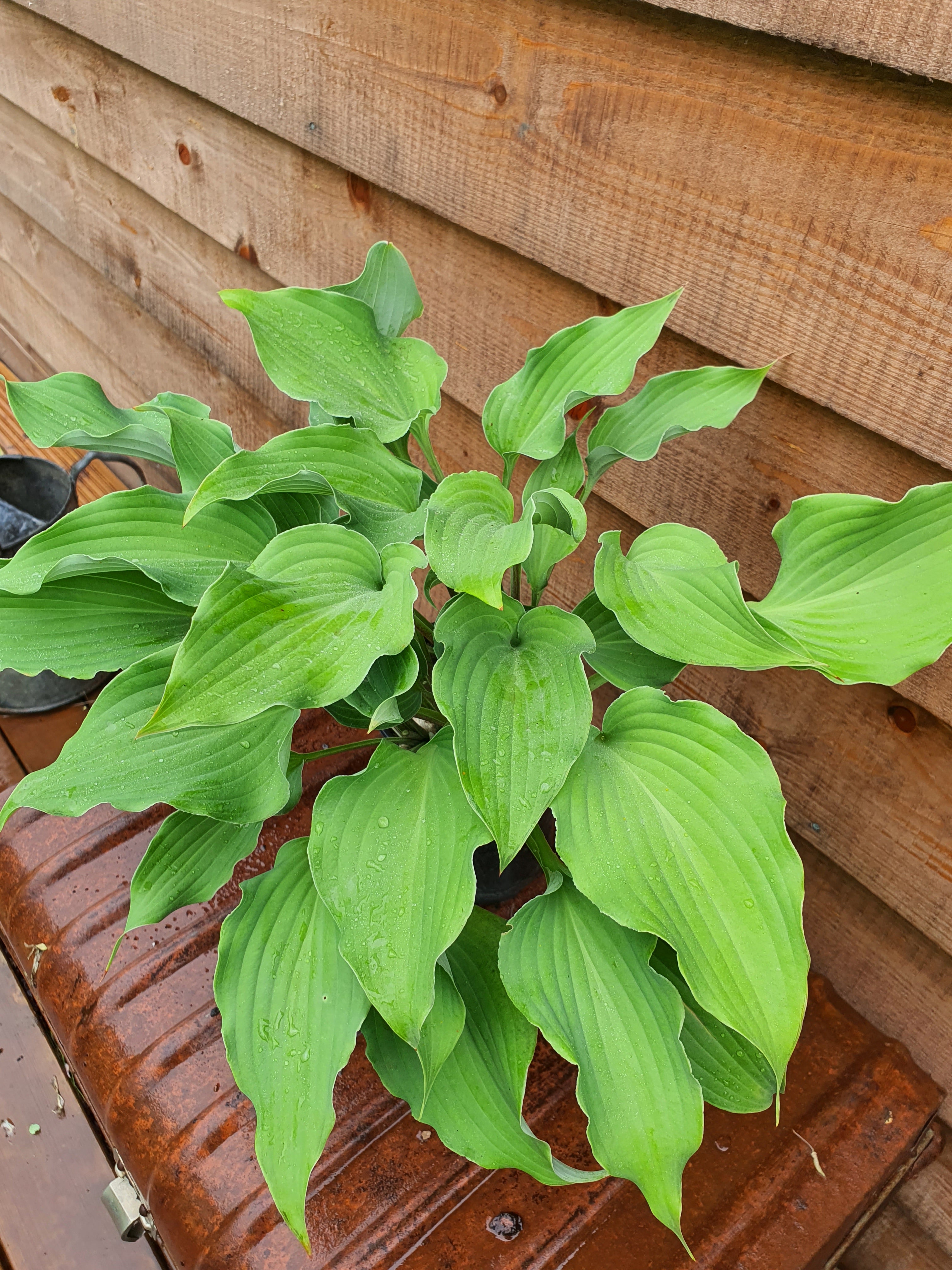 Hosta 'Joy Ride' - New Forest Hostas & Hemerocallis