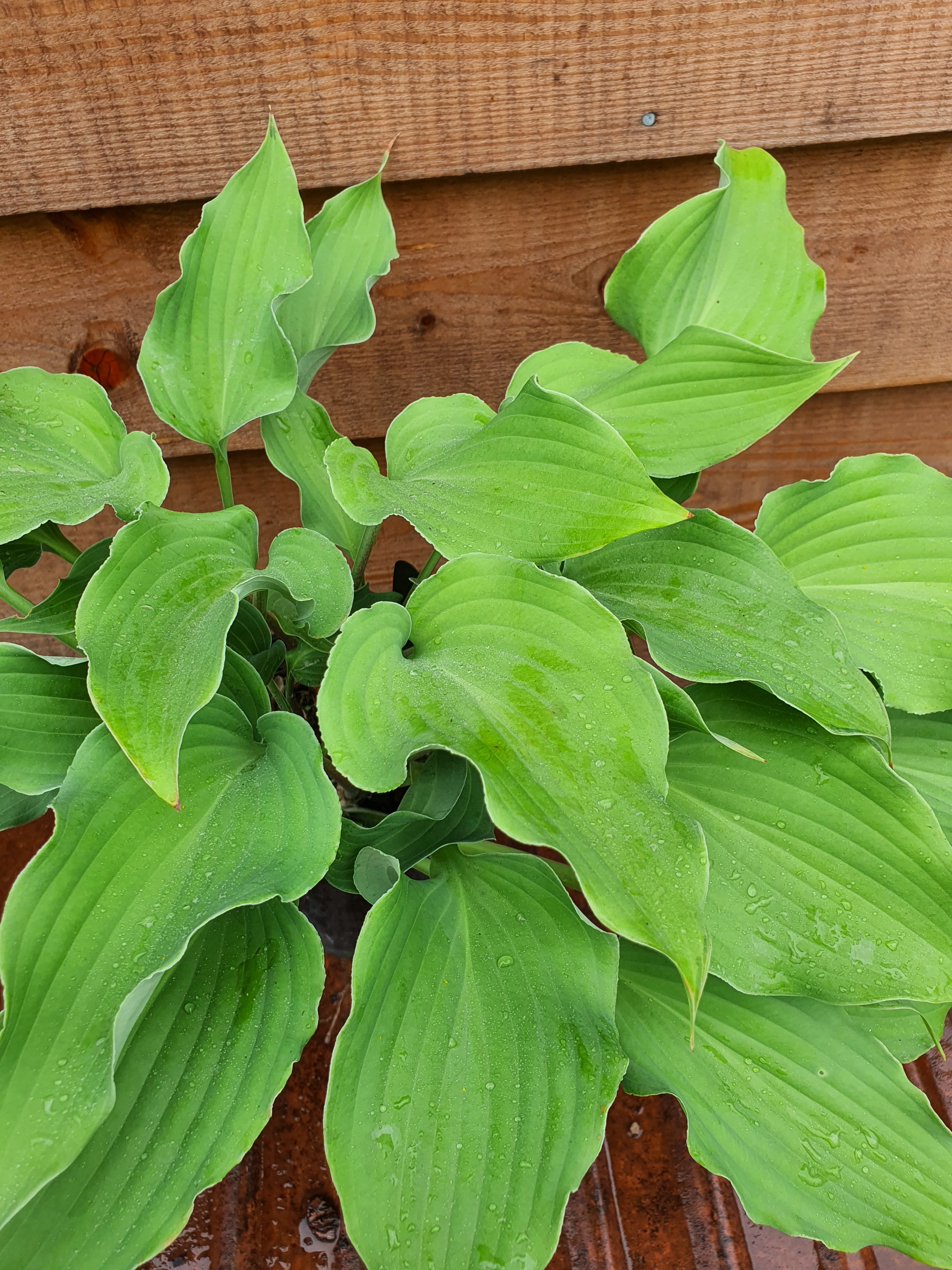 Hosta 'Joy Ride' - New Forest Hostas & Hemerocallis