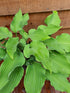 Hosta 'Joy Ride' - New Forest Hostas & Hemerocallis