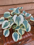 Hosta 'Firn Line' - New Forest Hostas & Hemerocallis