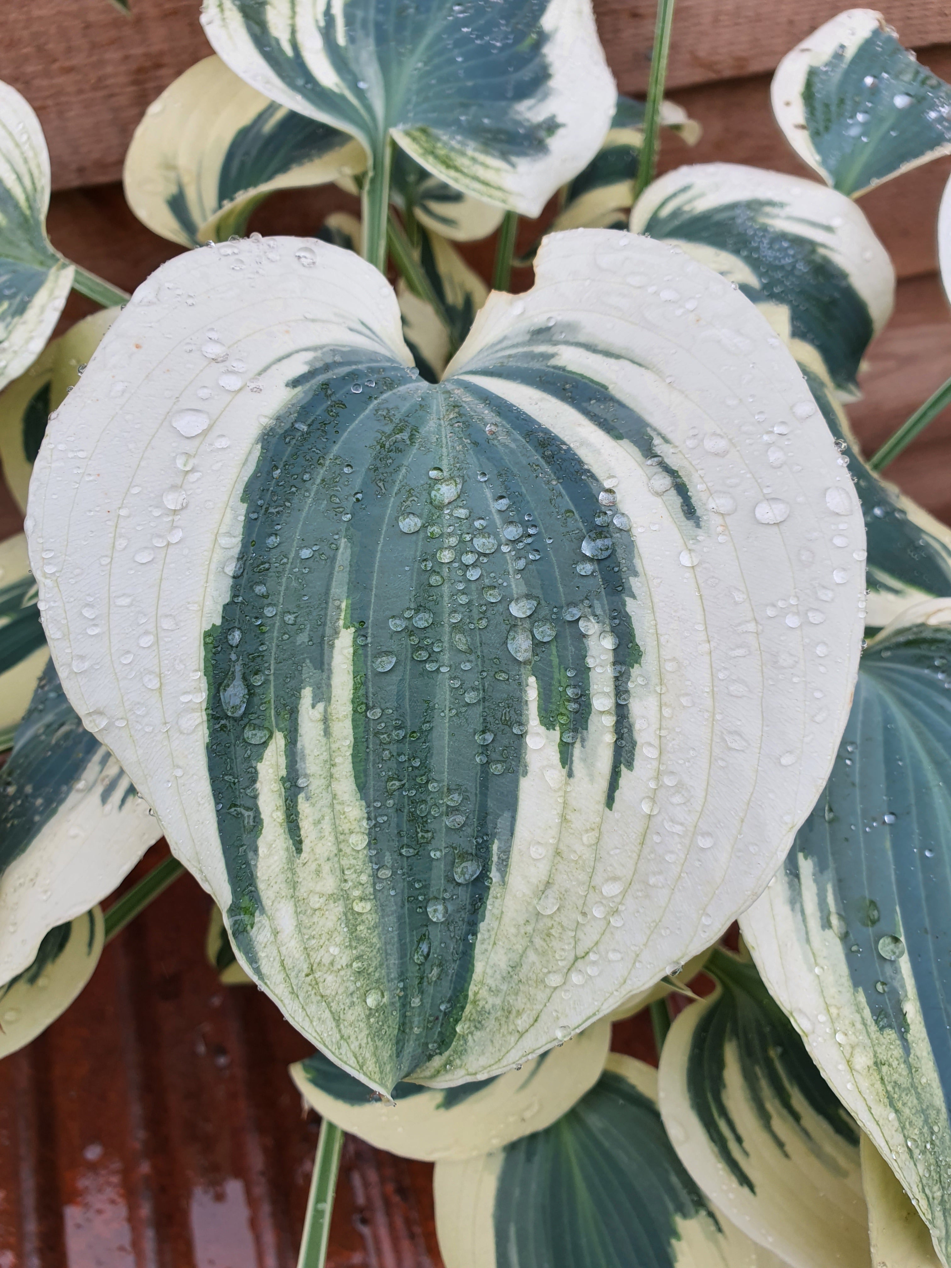 Hosta 'Firn Line' - New Forest Hostas & Hemerocallis