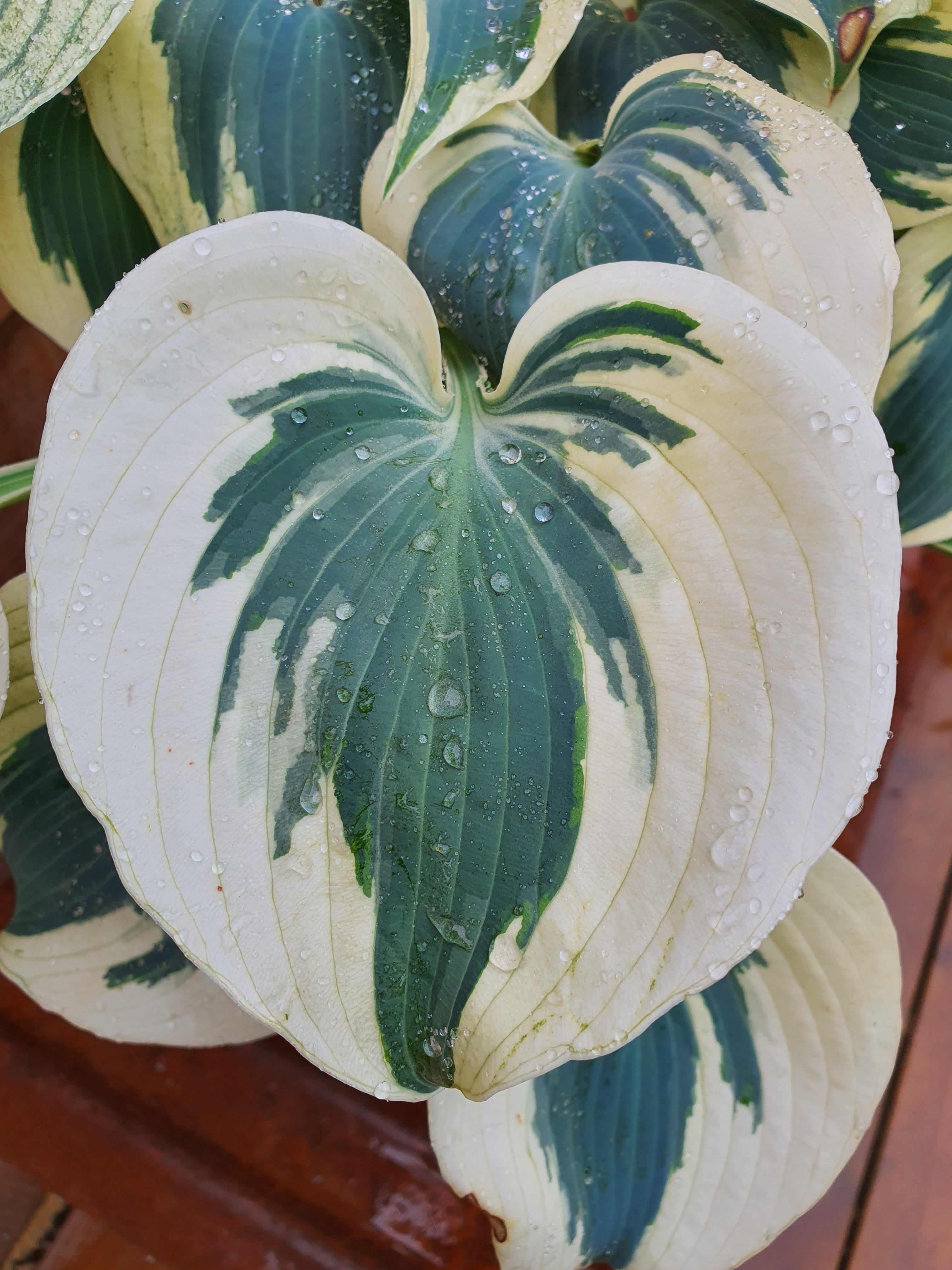 Hosta 'Firn Line' - New Forest Hostas & Hemerocallis