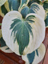 Hosta 'Firn Line' - New Forest Hostas & Hemerocallis
