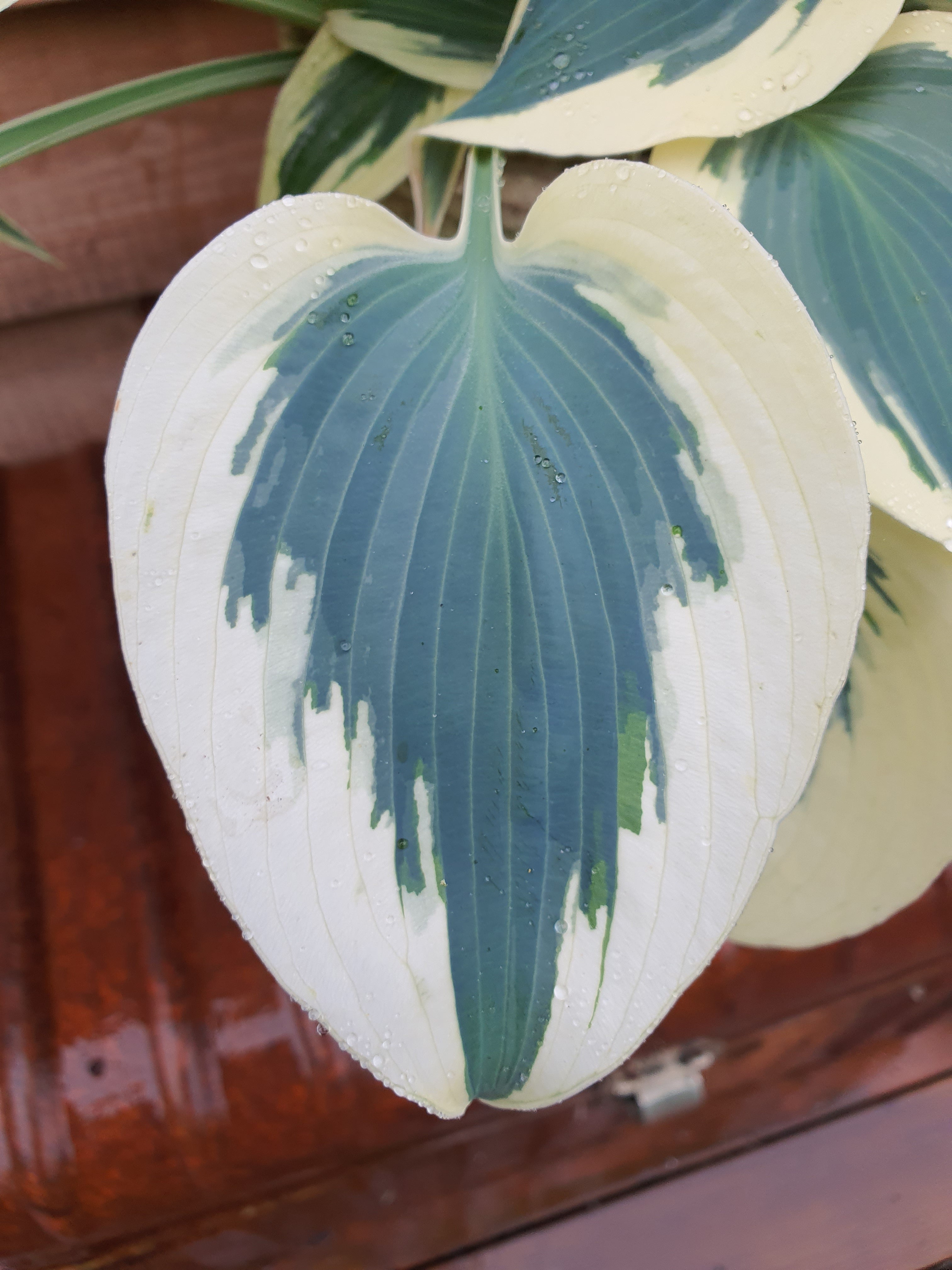 Hosta 'Firn Line' - New Forest Hostas & Hemerocallis