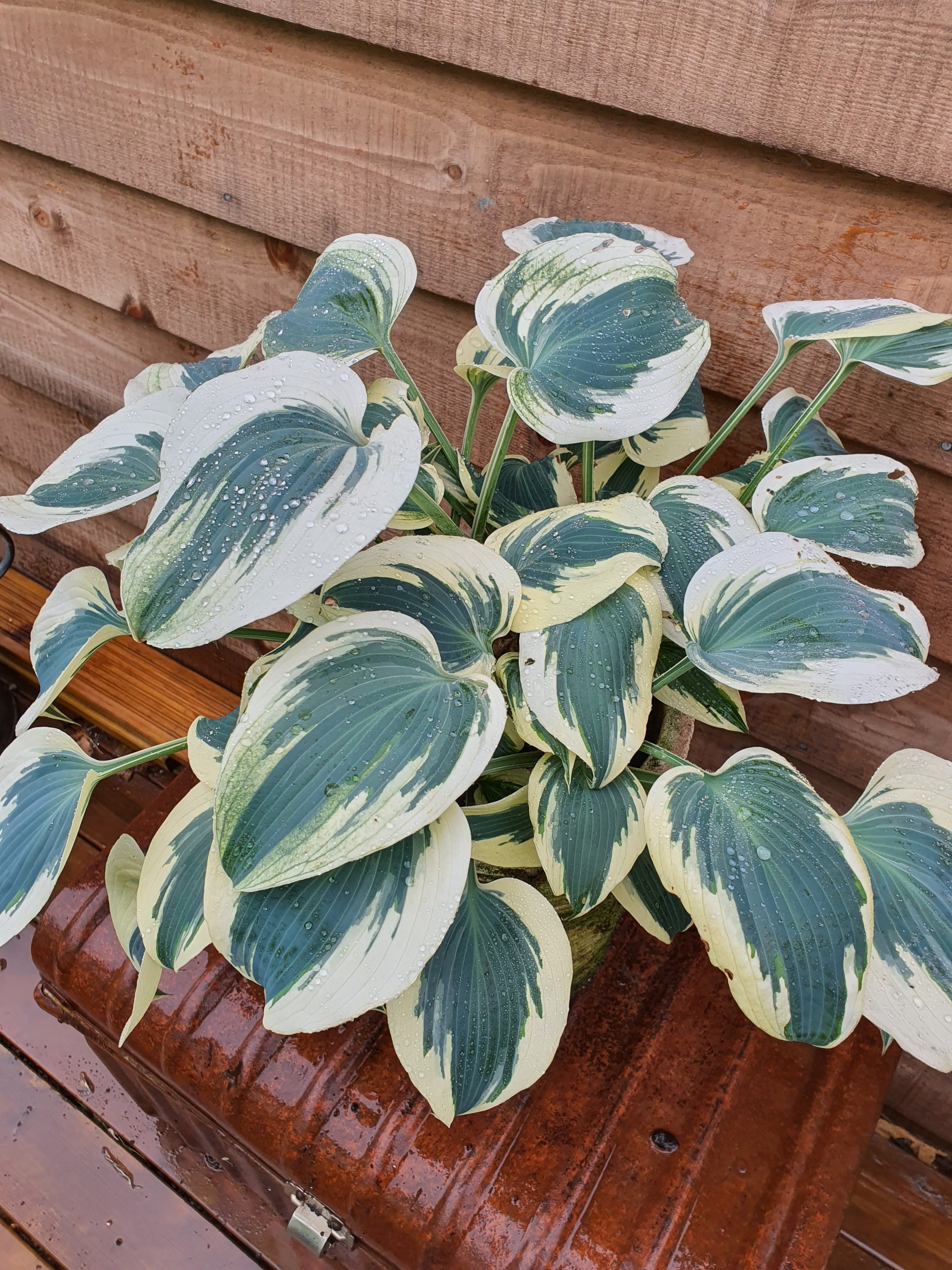Hosta 'Firn Line' - New Forest Hostas & Hemerocallis