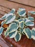 Hosta 'Firn Line' - New Forest Hostas & Hemerocallis
