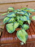 Hosta 'Blue Circle' - New Forest Hostas & Hemerocallis