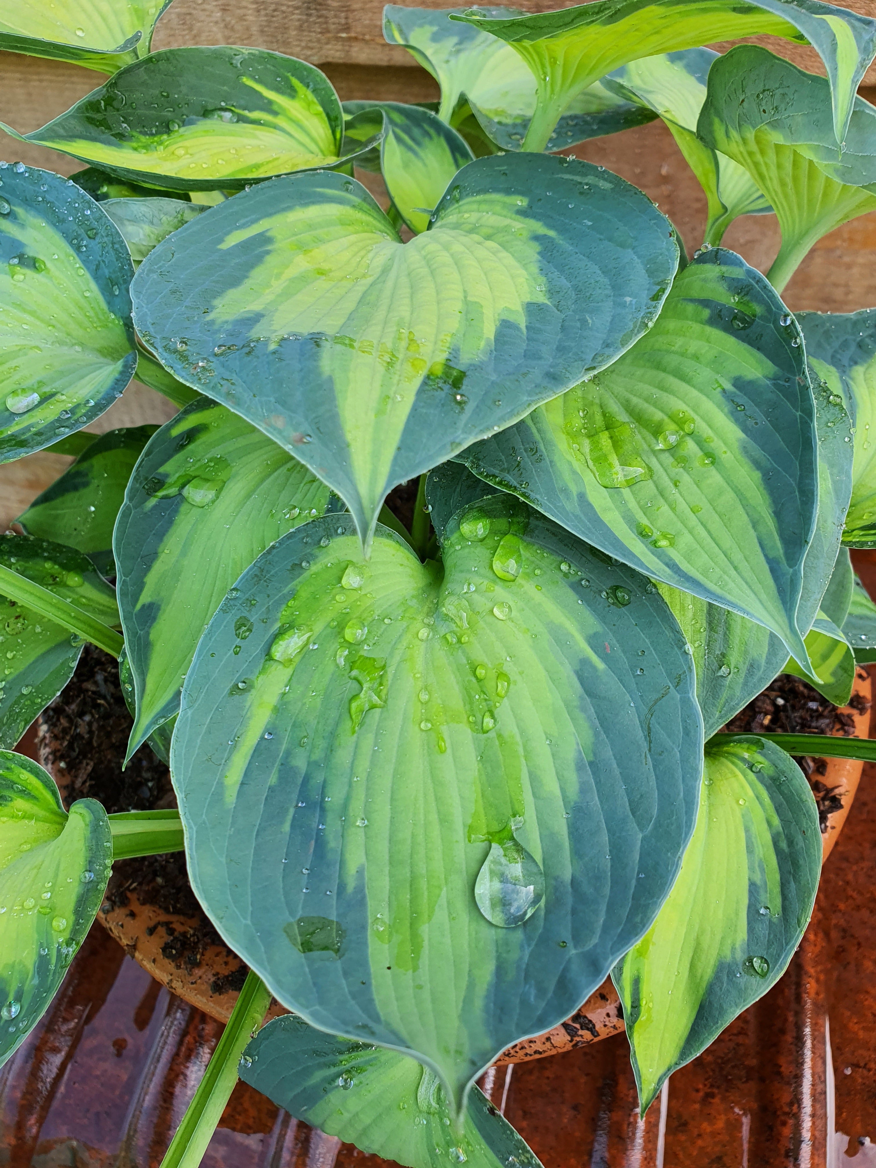 Hosta 'Blue Circle' - New Forest Hostas & Hemerocallis