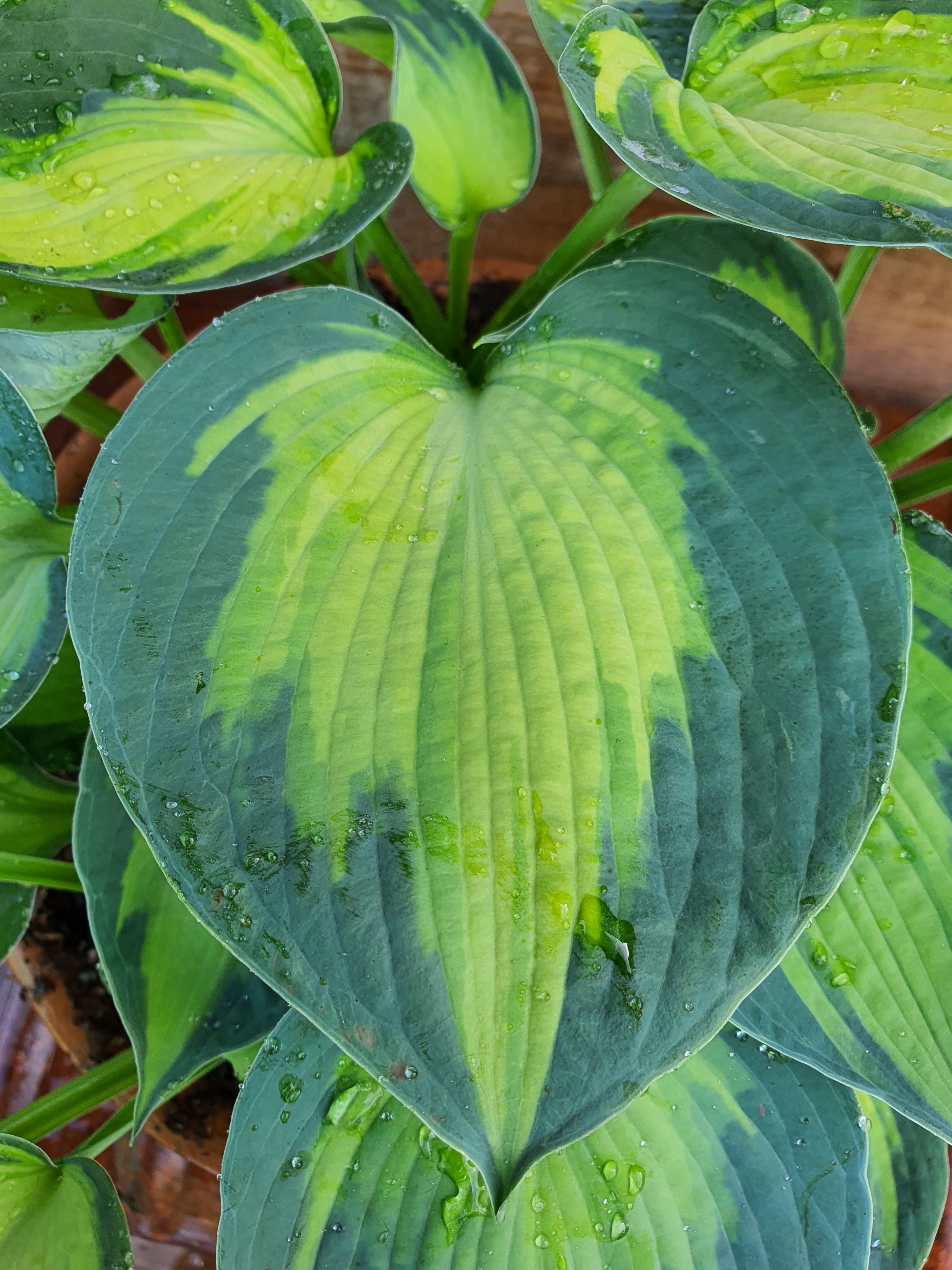 Hosta 'Blue Circle' - New Forest Hostas & Hemerocallis