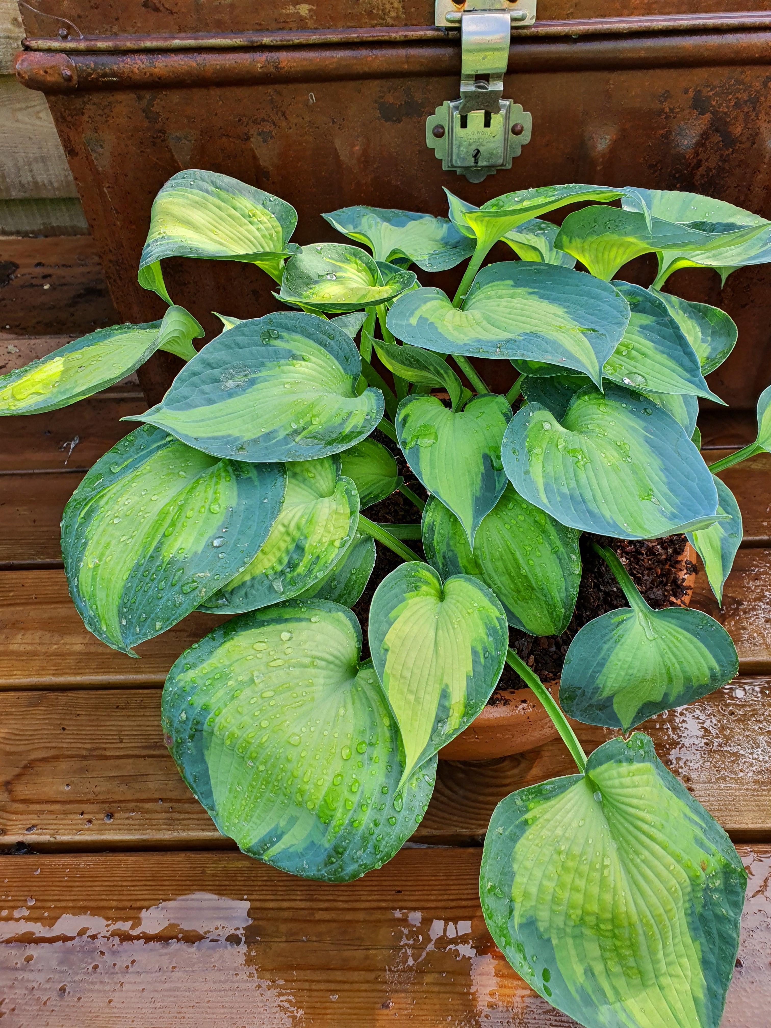 Hosta 'Blue Circle' - New Forest Hostas & Hemerocallis