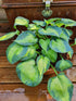 Hosta 'Blue Circle' - New Forest Hostas & Hemerocallis