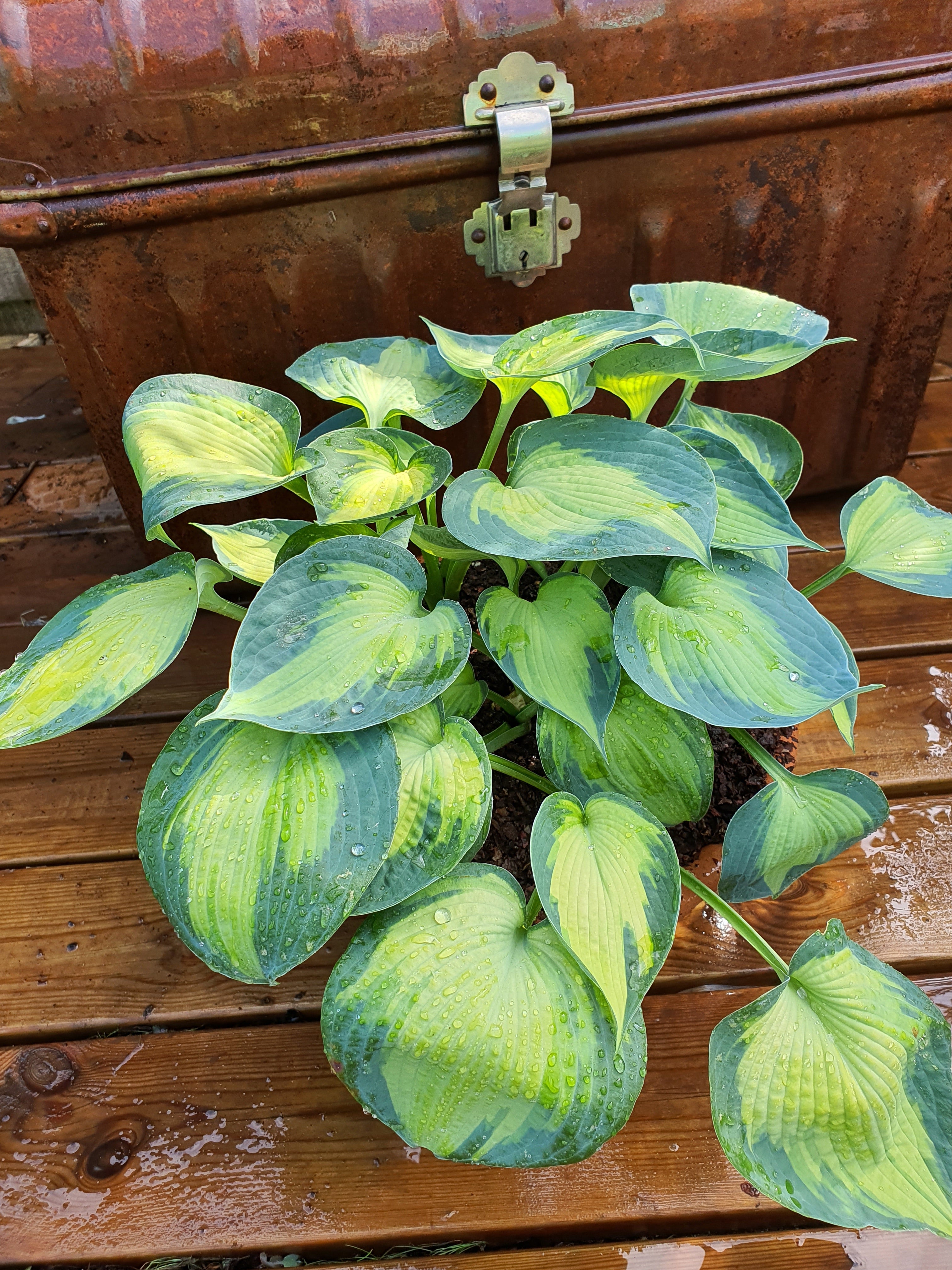 Hosta 'Blue Circle' - New Forest Hostas & Hemerocallis