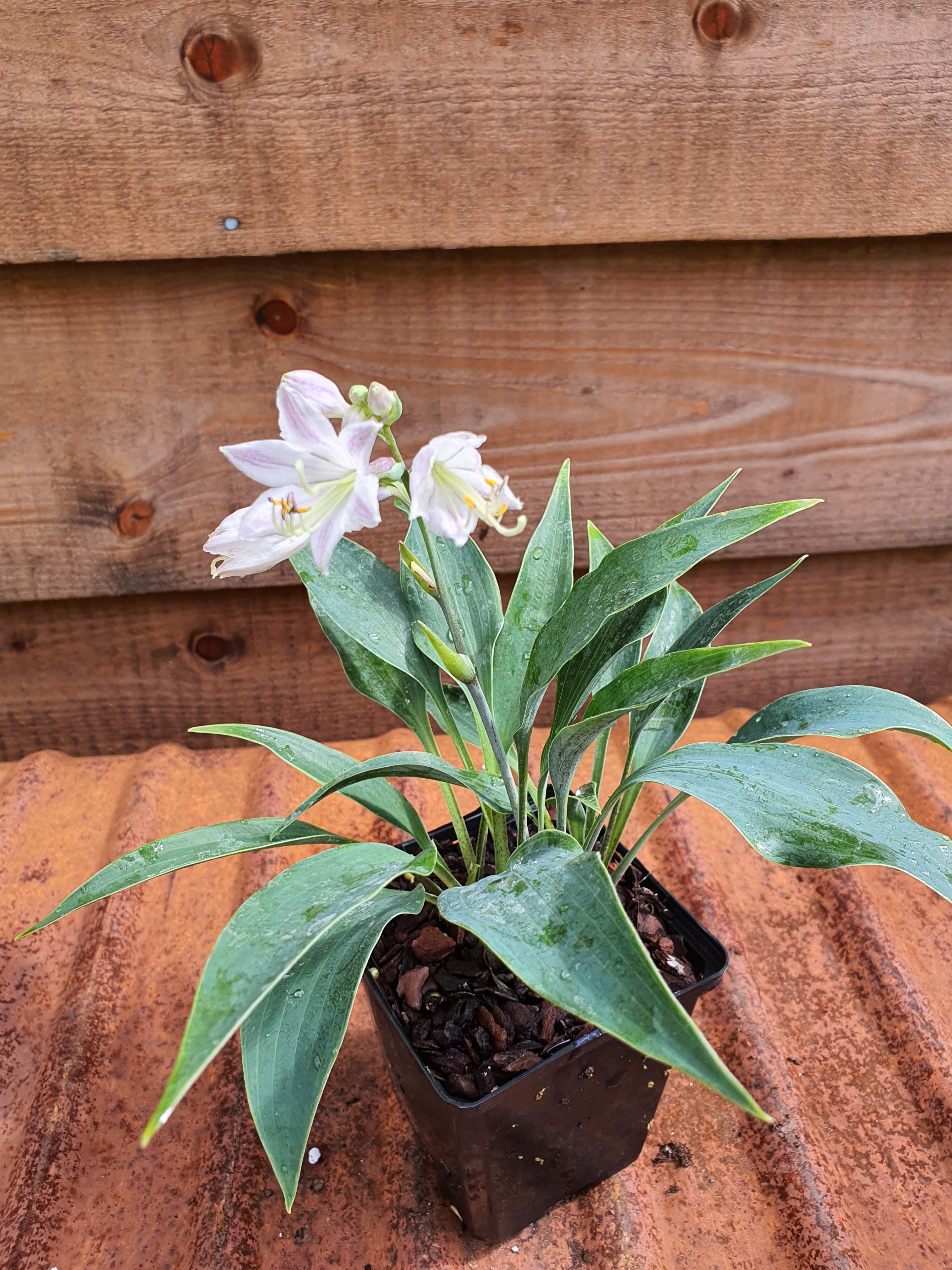 Hosta 'Tilt-A-Whirl' - New Forest Hostas & Hemerocallis