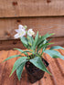 Hosta 'Tilt-A-Whirl' - New Forest Hostas & Hemerocallis